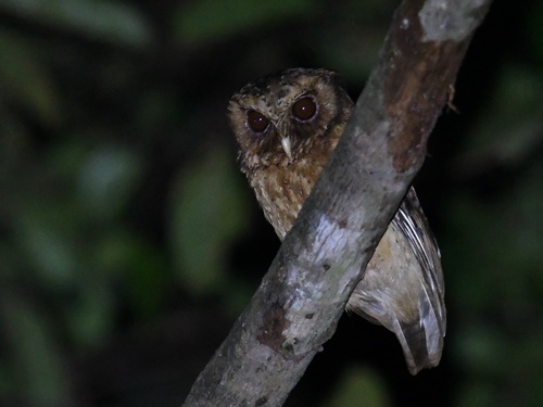 Reddish Scops Owl