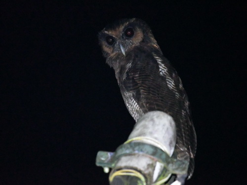 Brown Wood Owl