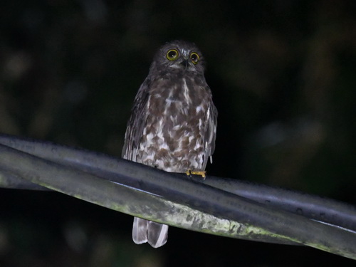 Brown Hawk Owl