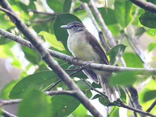 Hook-billed Bulbul