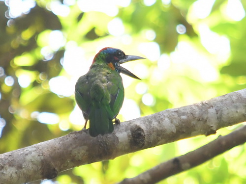 Red-crowned Barbet