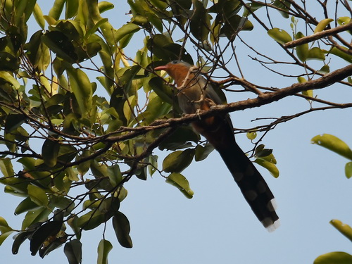 Red-billed Malkoha
