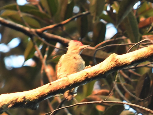 Grey-&-buff Woodpecker