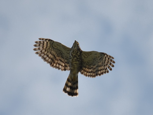 Crested Goshawk