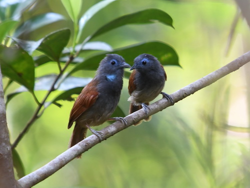 Chestnut-winged Babbler