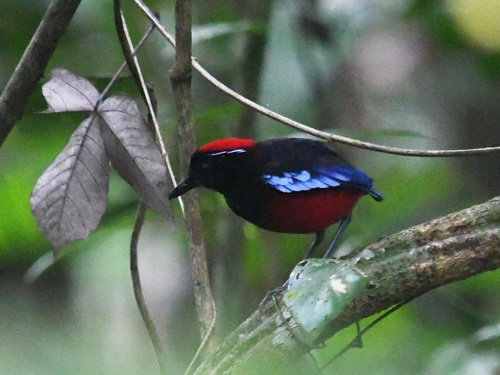 Garnet Pitta
