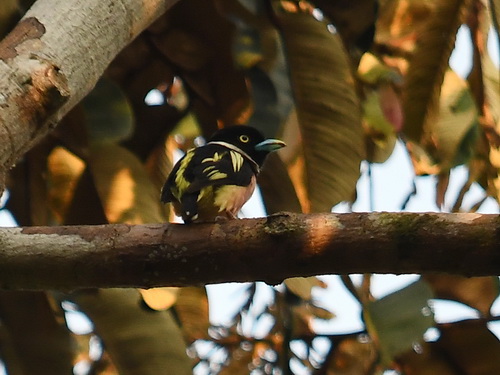 Black-&-yellow Broadbill
