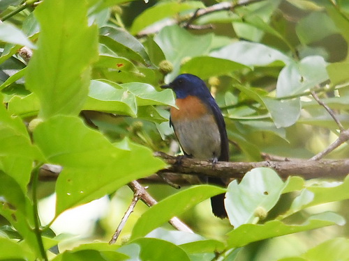 Malaysian Blue Flycatcher