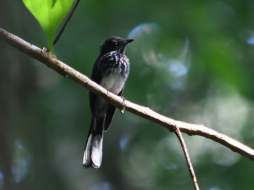 Spotted Fantail