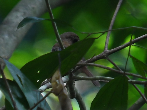 Grey-chested Jungle Flycatcher