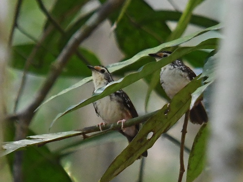 Striped Wren-babbler