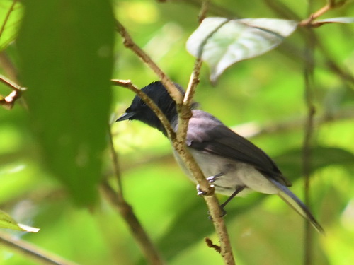 Black-naped Monarch