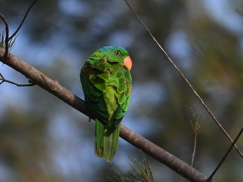 Blue-naped Parrot