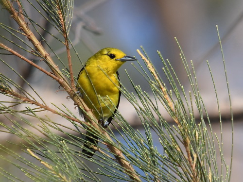 Common Iora