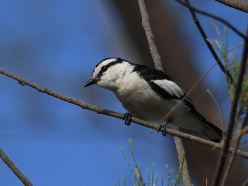 Pied Triller