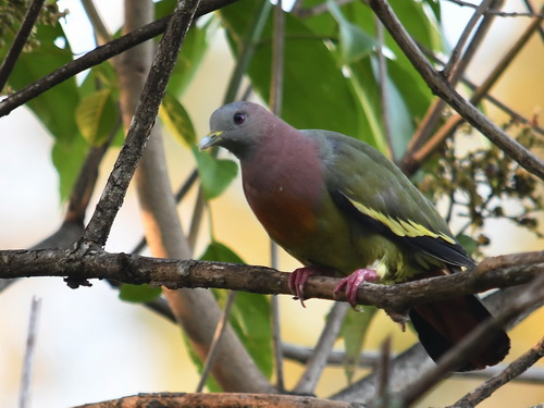Pink-necked Green Pigeon