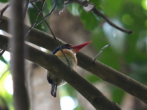 Bornean Banded Kingfisher