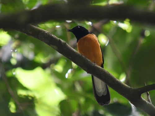 White-crowned Shama