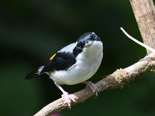 Blyth's Shrike-babbler