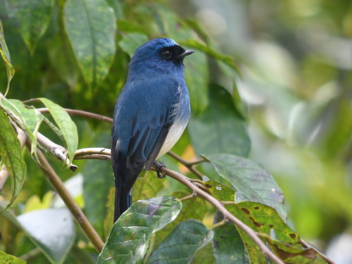 Indigo Flycatcher