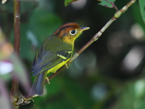 Yellow-breasted Warbler