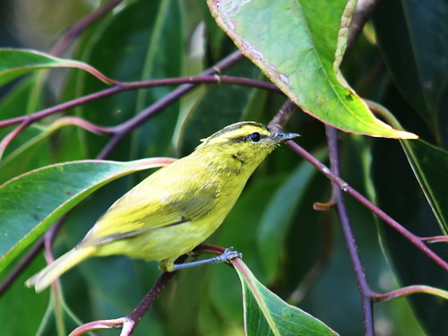 Mountain Leaf Warbler