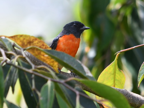 Grey-chinned Minivet