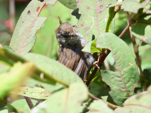 Sunda Bush Warbler