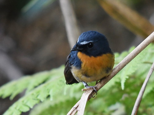 Snowy-browed Flycatcher