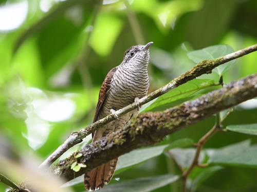 Banded Bay Cuckoo