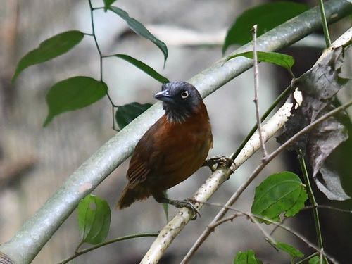 Grey-headed Babbler