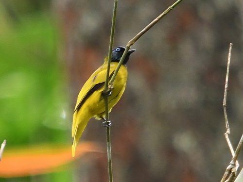 Black-headed Bulbul