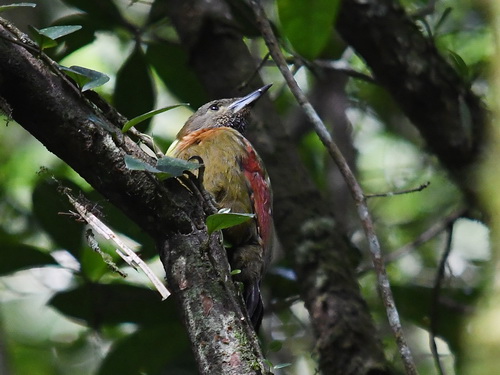 Checker-throated Woodpecker