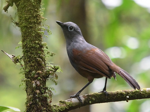 Sunda Laughingthrush