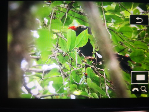 Bare-headed Laughingthrush