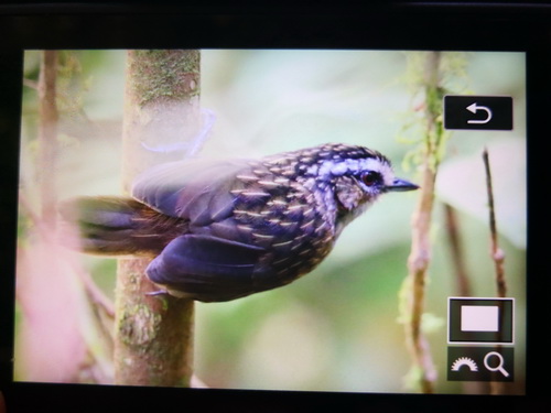 Mountain Wren-babbler