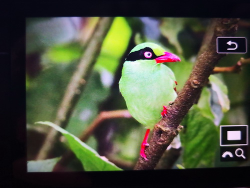 Short-tailed Green Magpie