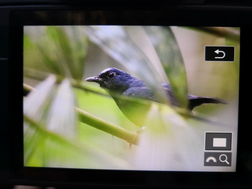 Bornean Shortwing