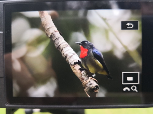 Bornean Flowerpecker