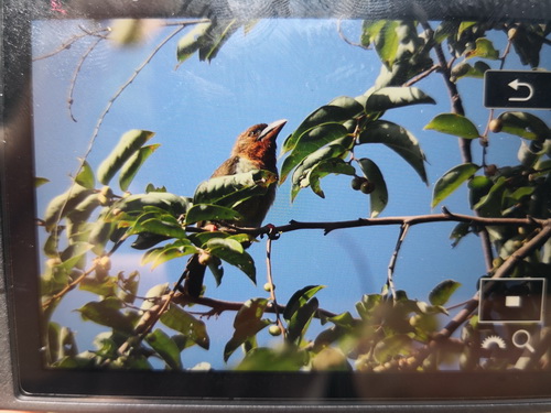 Bornean Brown Barbet
