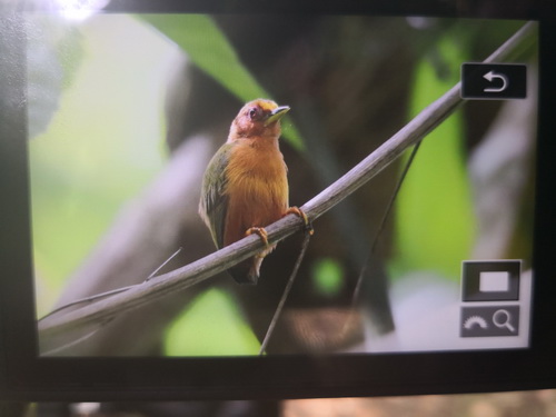 Rufous Piculet