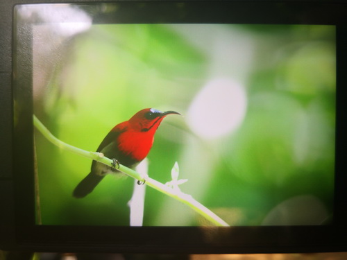 Crimson Sunbird