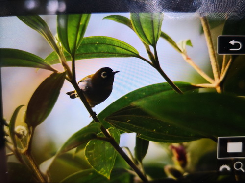 Black-capped White-eye