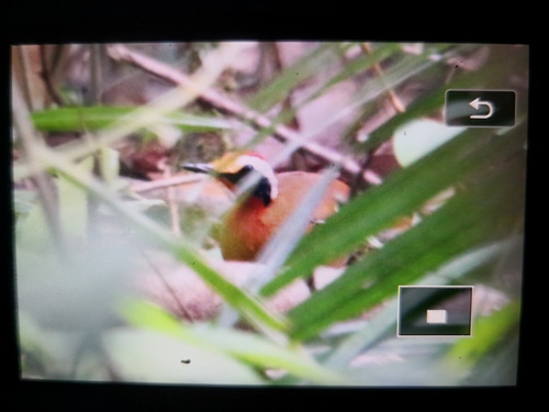 Malaysian Rail Babbler