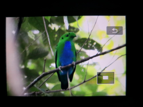 Hose's Broadbill
