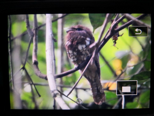 Bornean Frogmouth