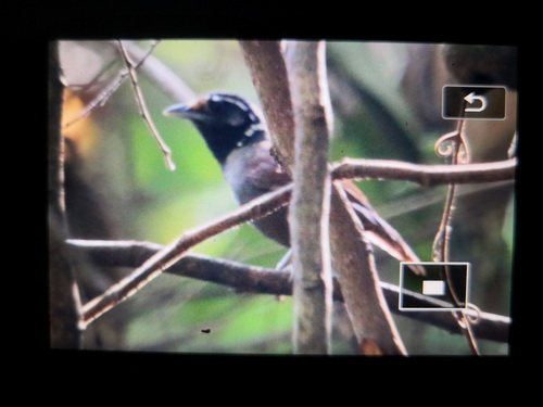 White-necked Babbler