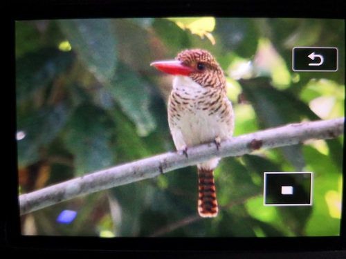 Bornean Banded Kingfisher
