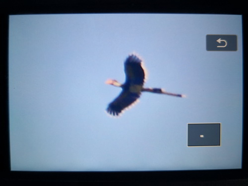 Helmeted Hornbill