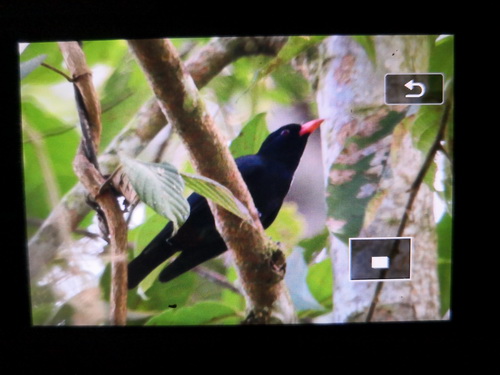 Black Oriole
